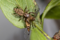 Une Saltique. Une femelle (Araneae - Salticidae - Marpissa muscosa)